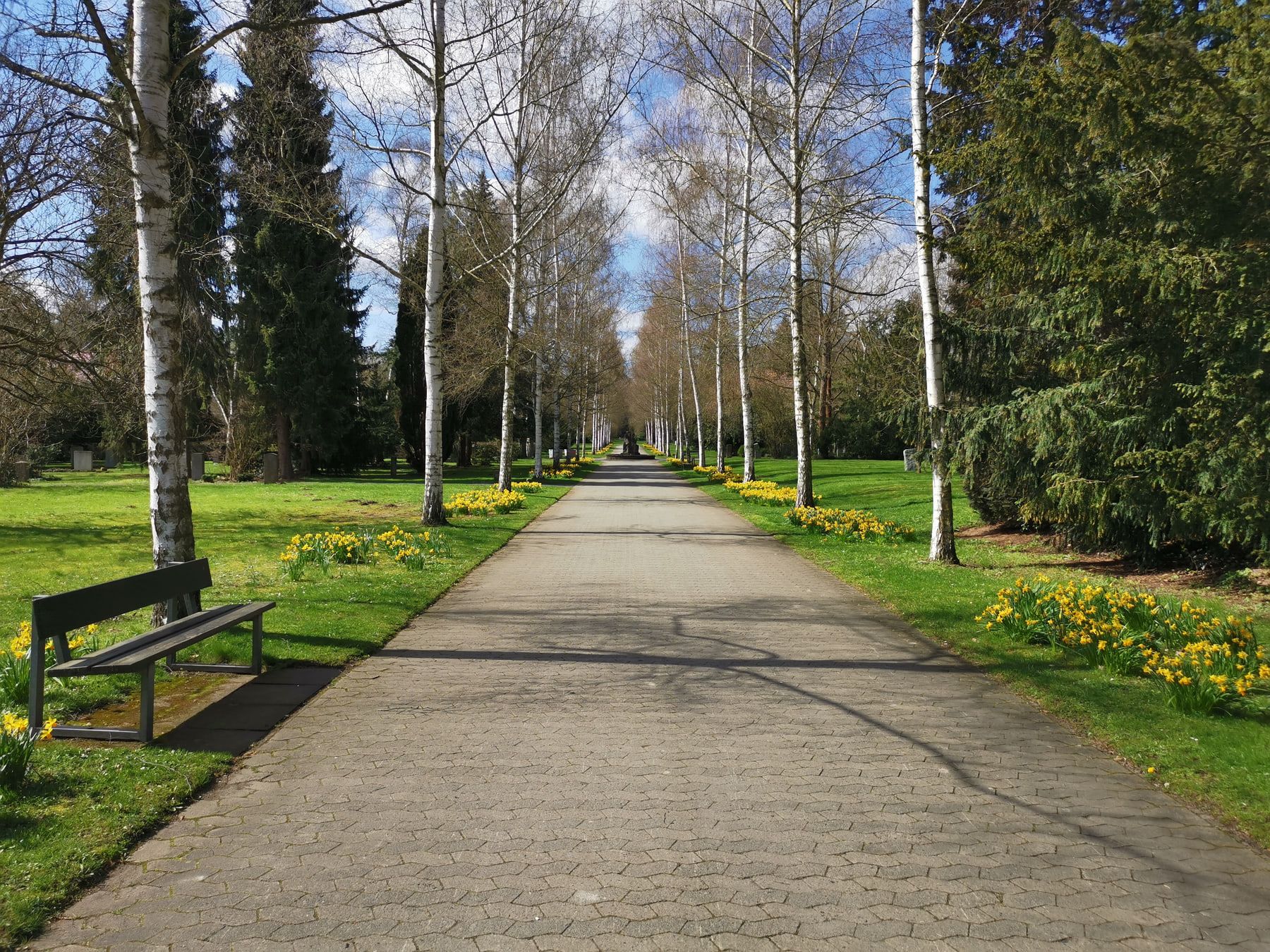 Geradlinige Birkenallee mit Sitzbank und Frühlingsblumen auf Stadtfriedhof Göttingen