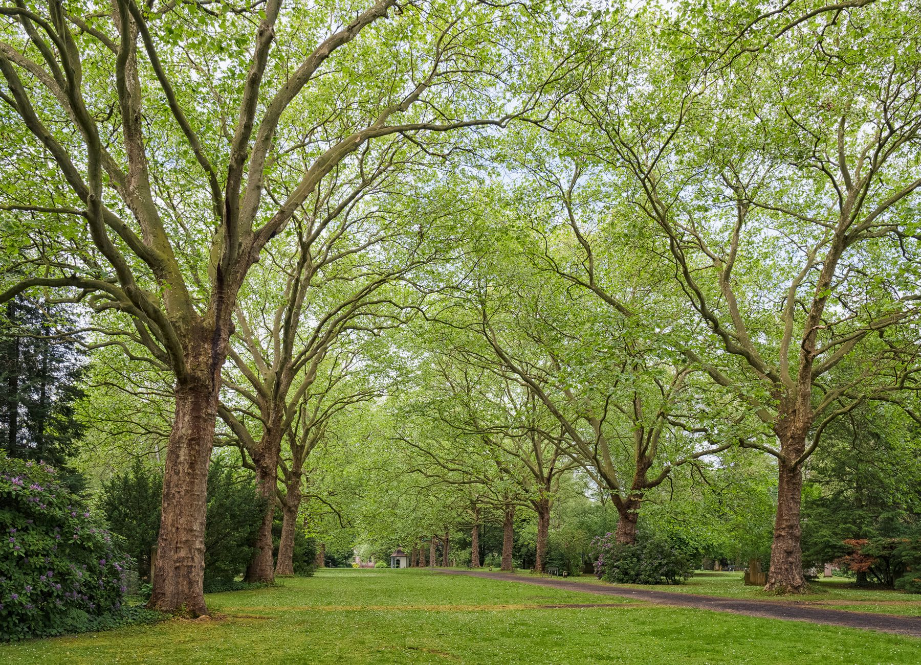 Breite Platanenallee über einer offenen Rasenfläche auf Stadtfriedhof Göttingen